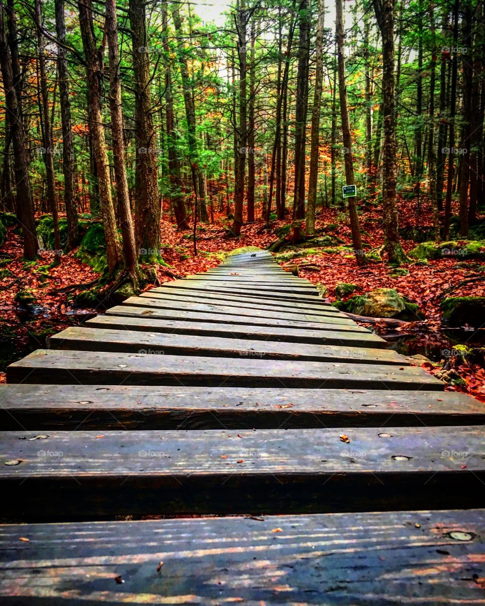 Empty boardwalk in forest