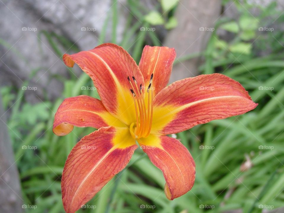 Tiger lily