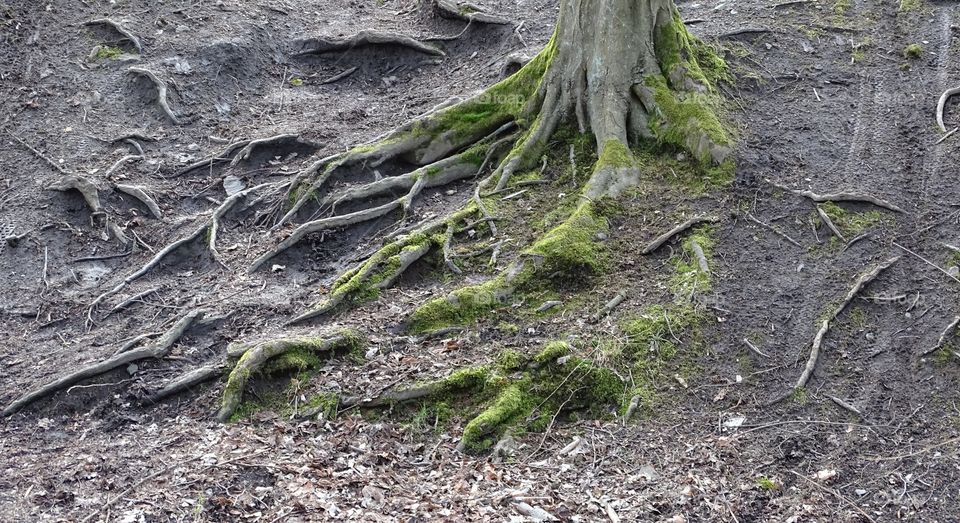 Baumwurzeln