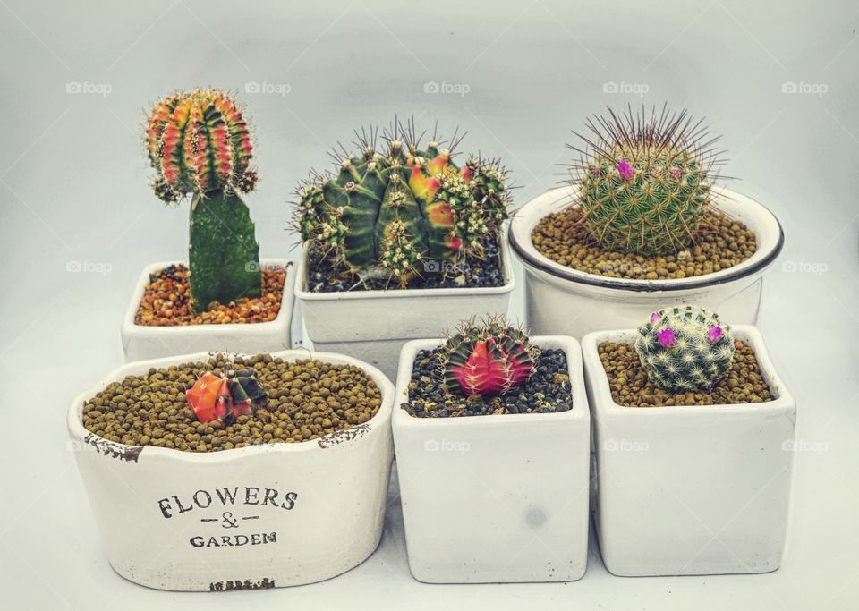 cactus colorful