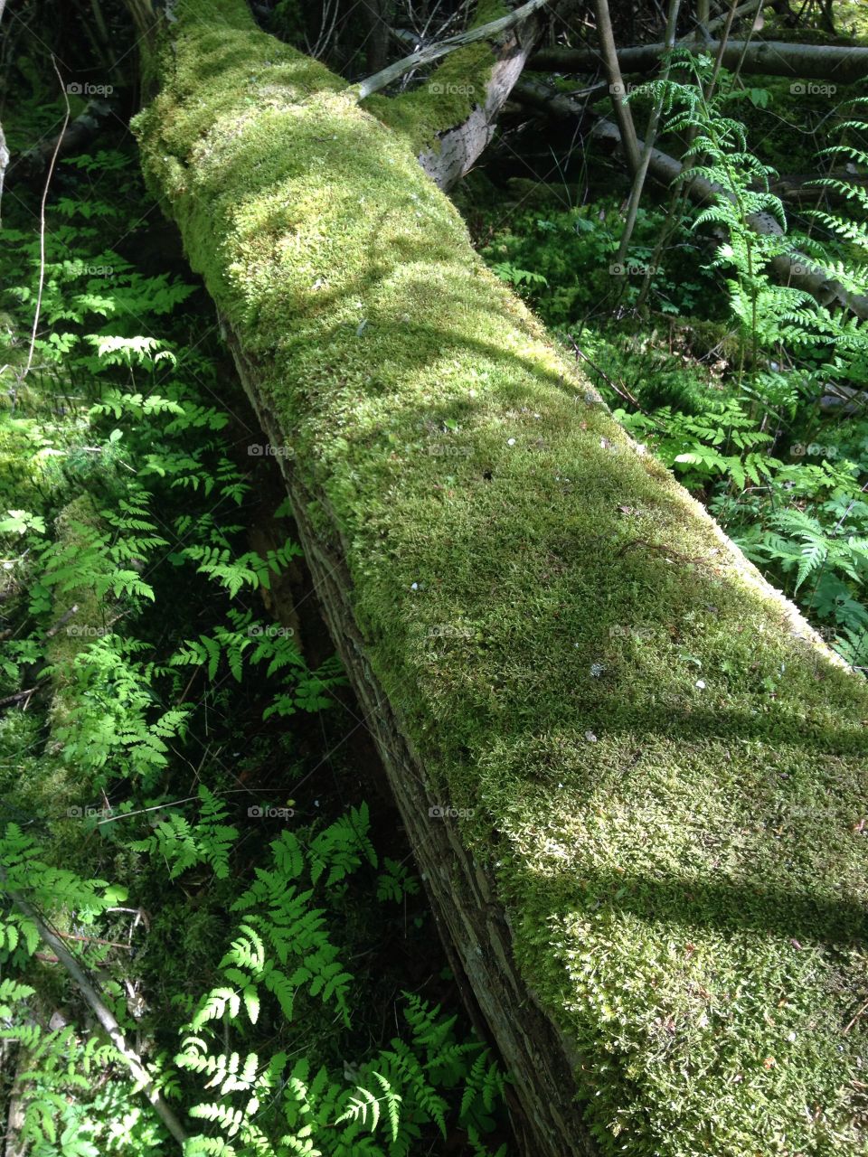 Close-up of moss in forest