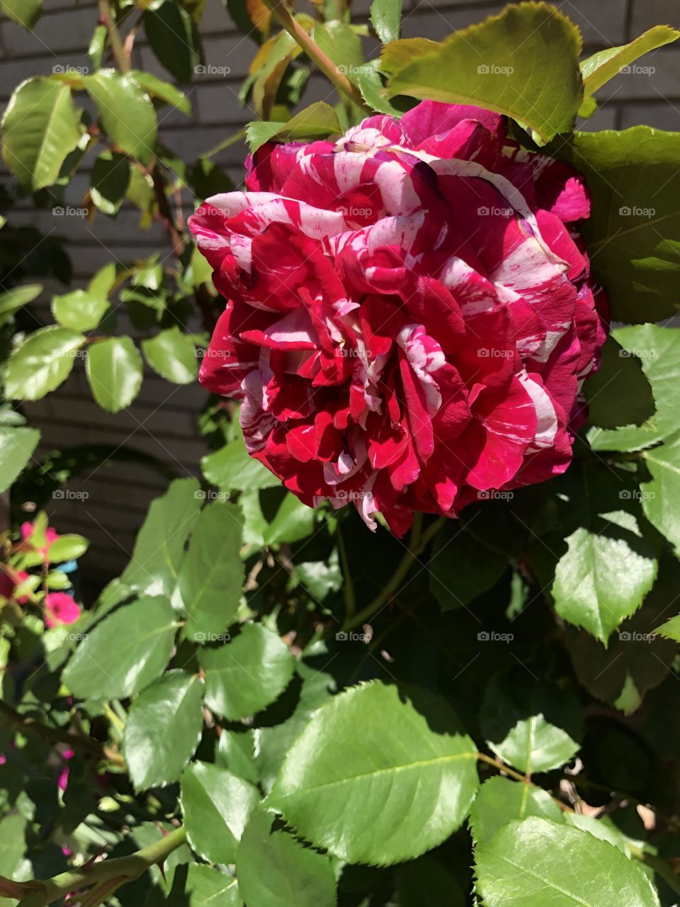 Rose in the sun