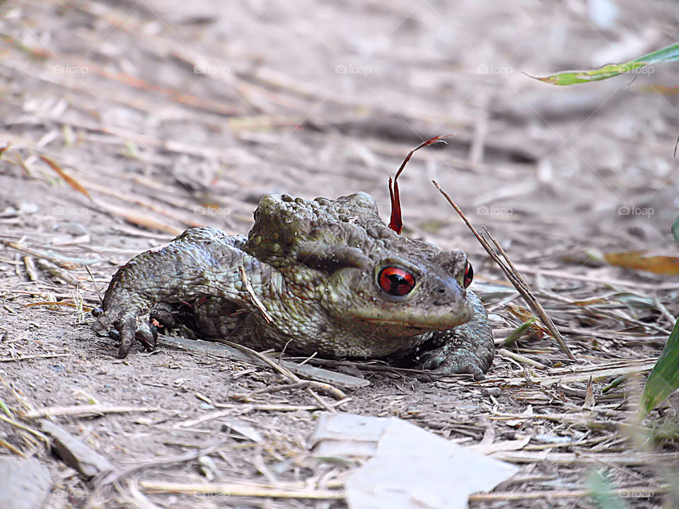 red eyes ugly toad in the wild