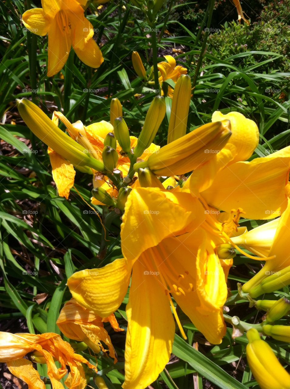 Flower, Nature, No Person, Flora, Garden