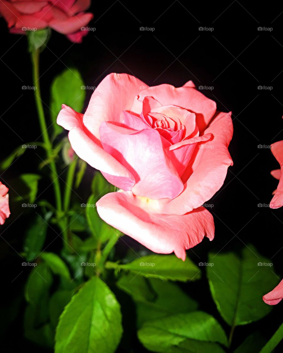 Roses 🌹