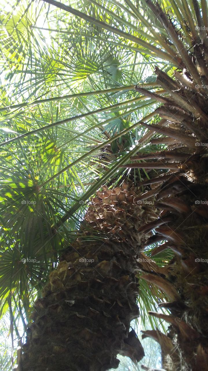 palms at skyway bridge