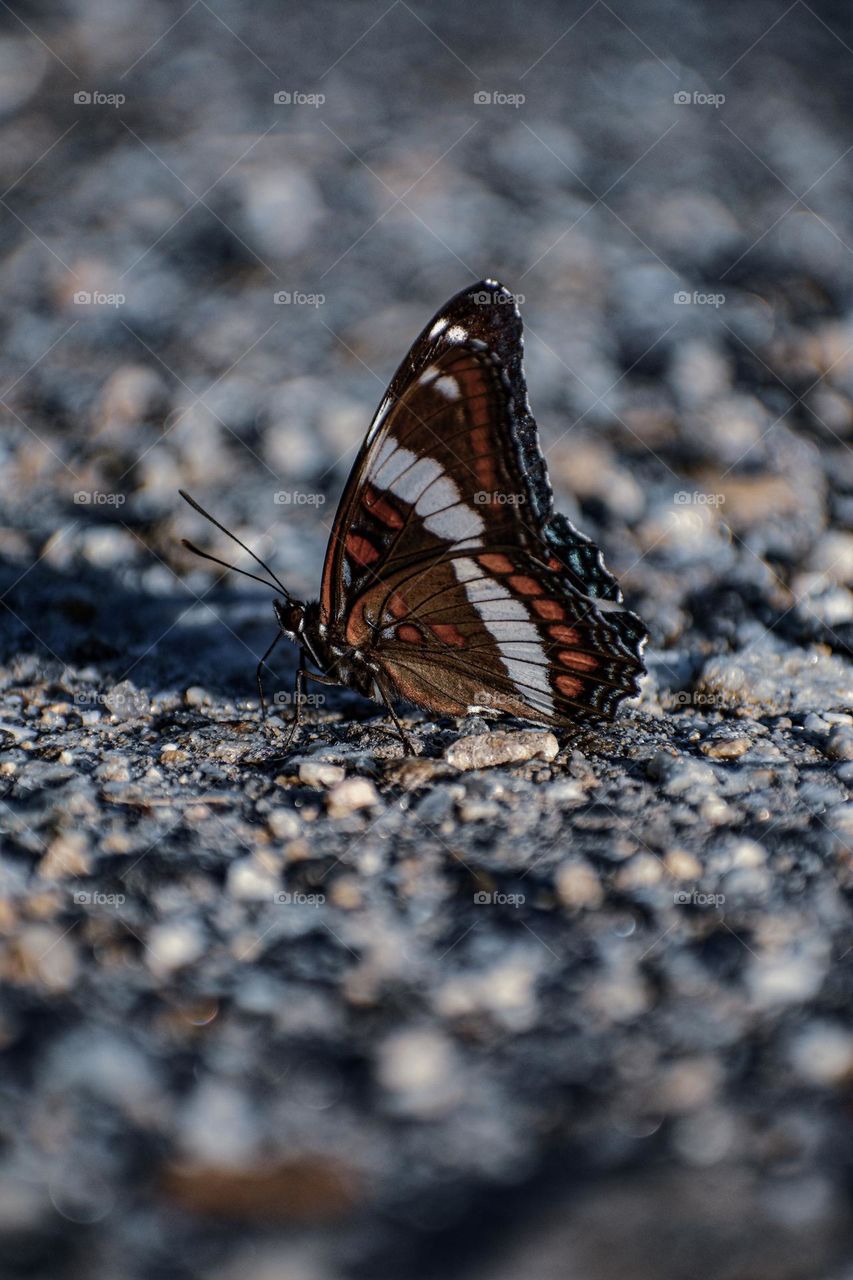 Beautiful insects that help pollination and make the world a better place.