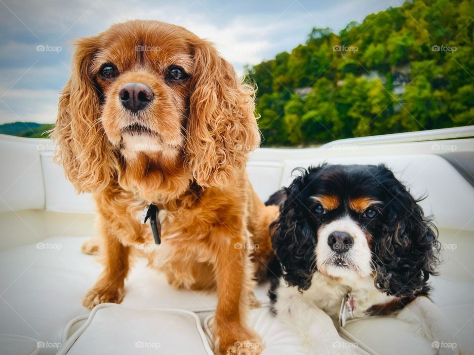 Two Adorable old Cavalier dog sitting on a boat 