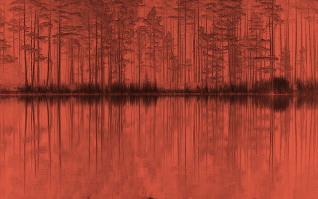 Red forest