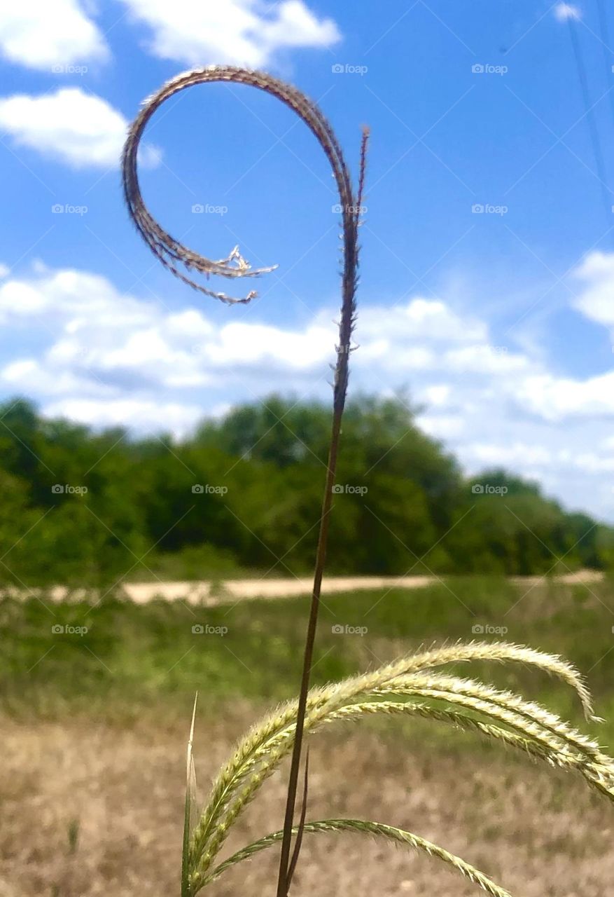 Hiked outside the high fence! A weed curled up from the heat in Texas against a blue sky and clouds 🌾