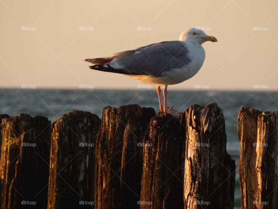 Seagull siting on the breakwater
