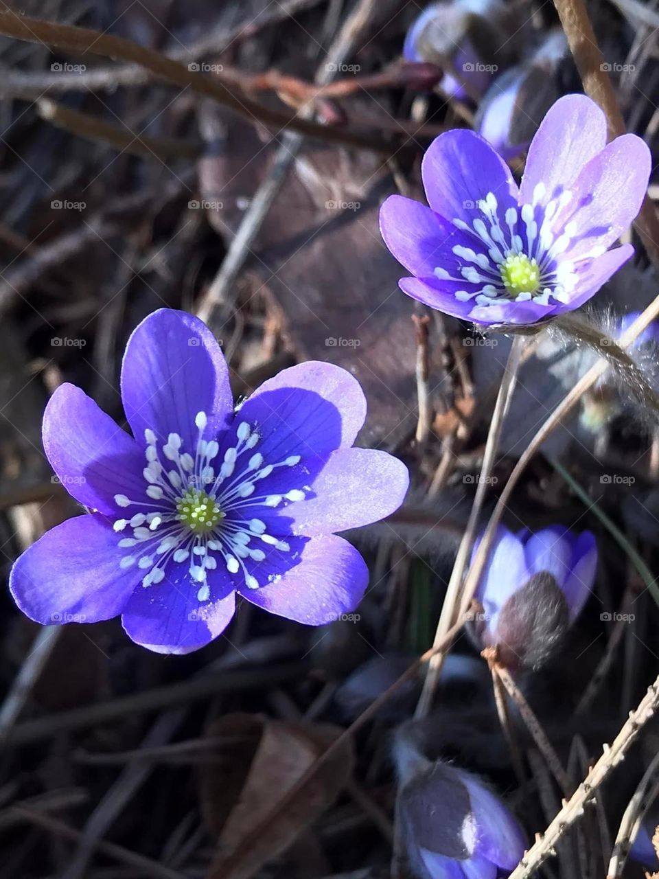 Purple flowers