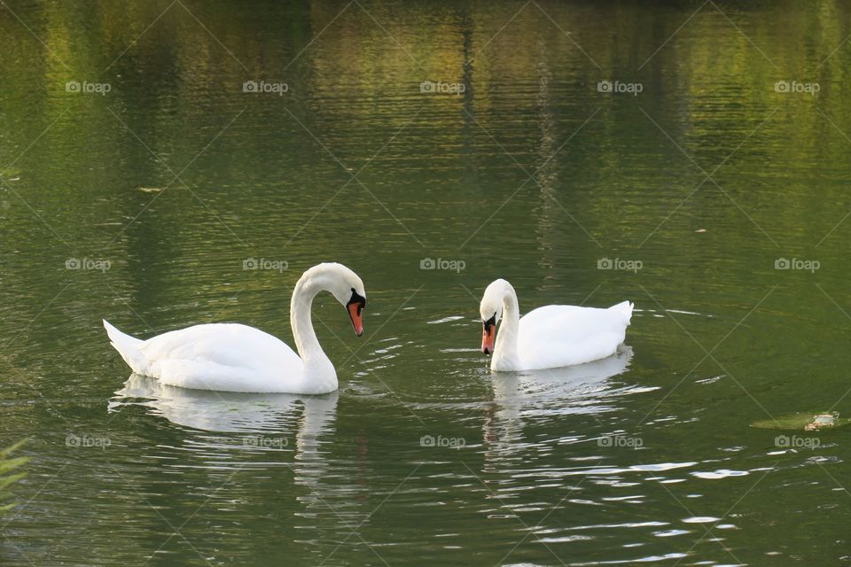 Swan lovers