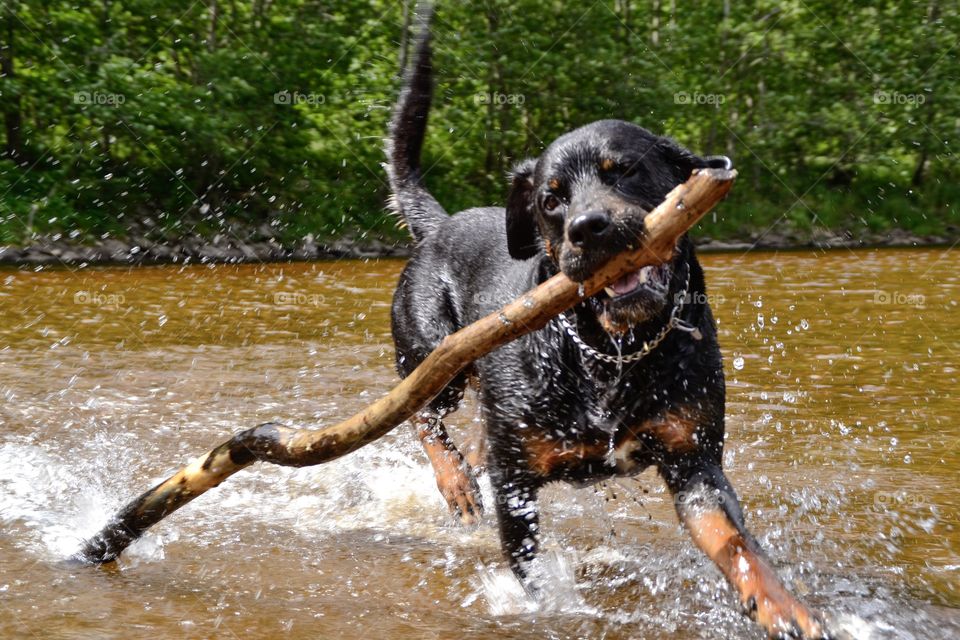 Dog with branch