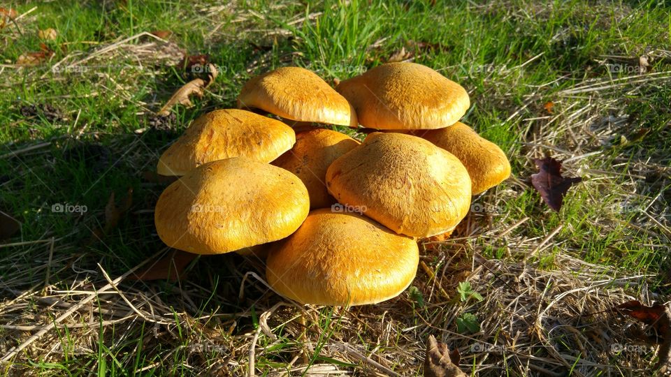 yellow mushroom in the fall