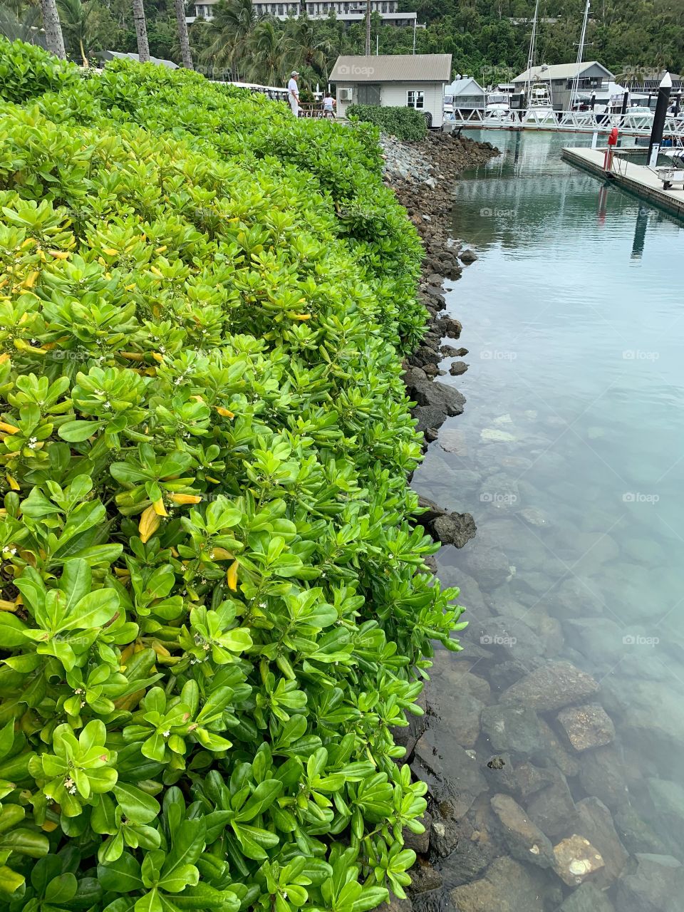 I just love greenery! 🌲