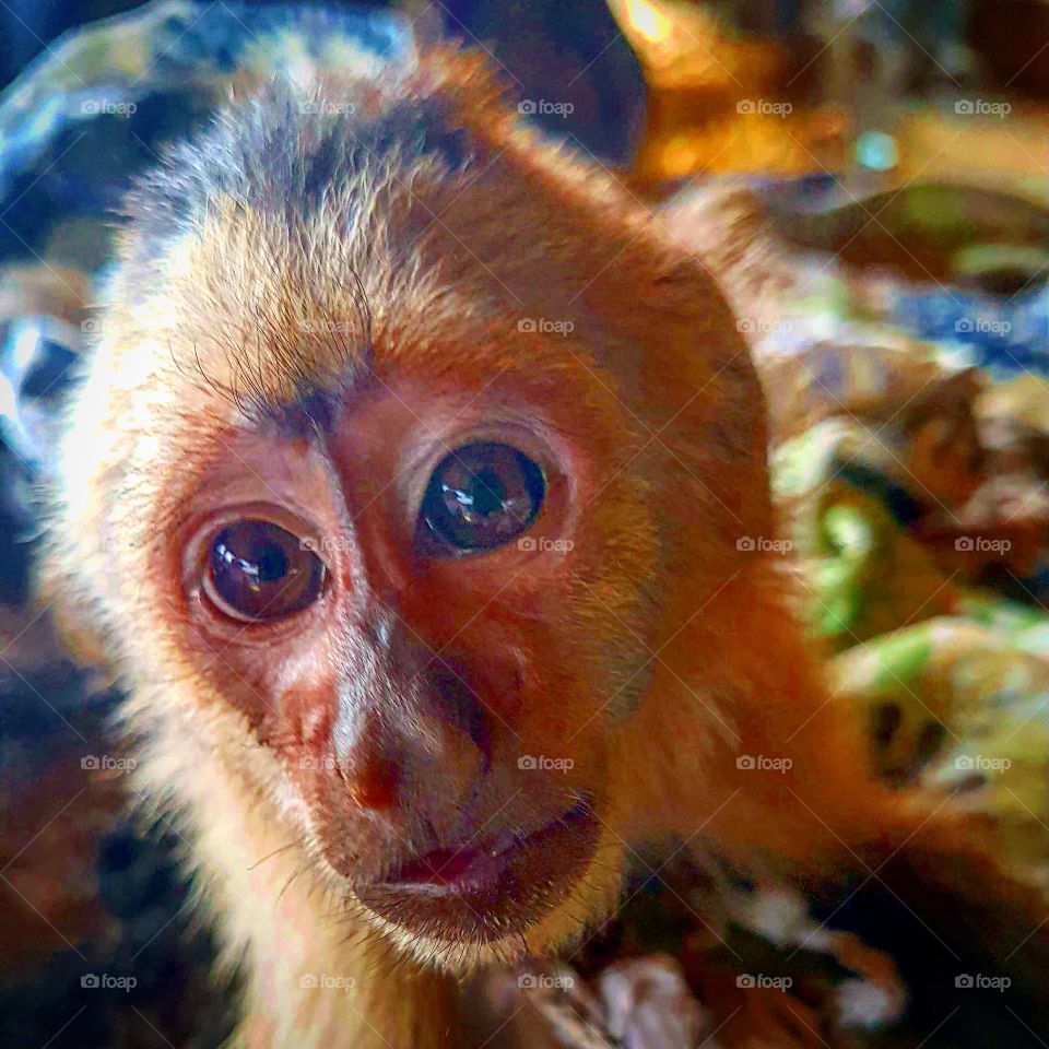 The cutest pets in the world