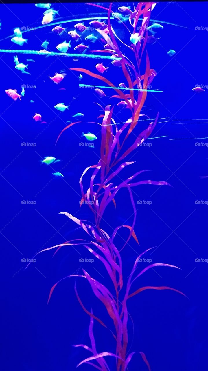 Fish in seaweed