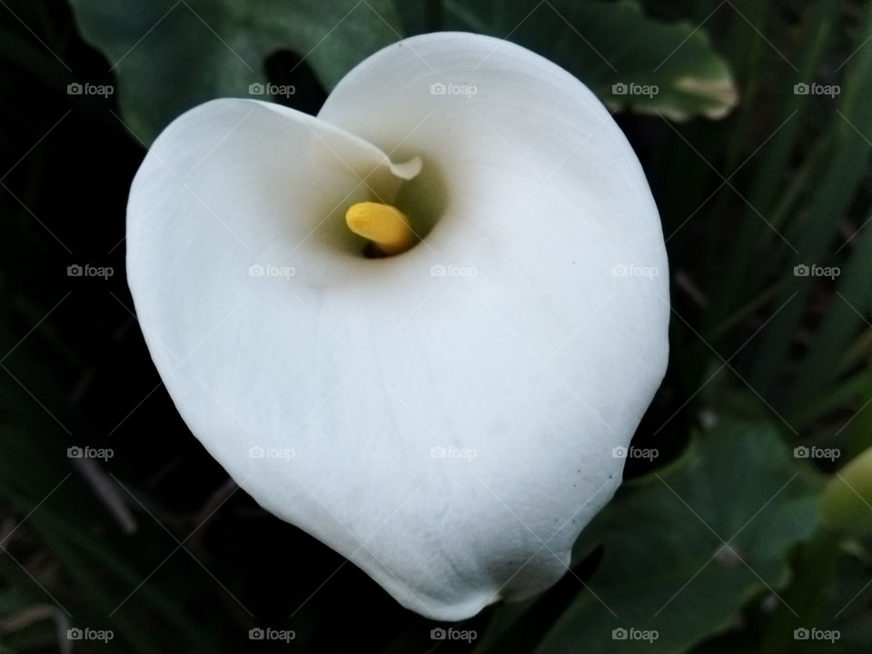white and green - image of white arum lily against green leaves close up