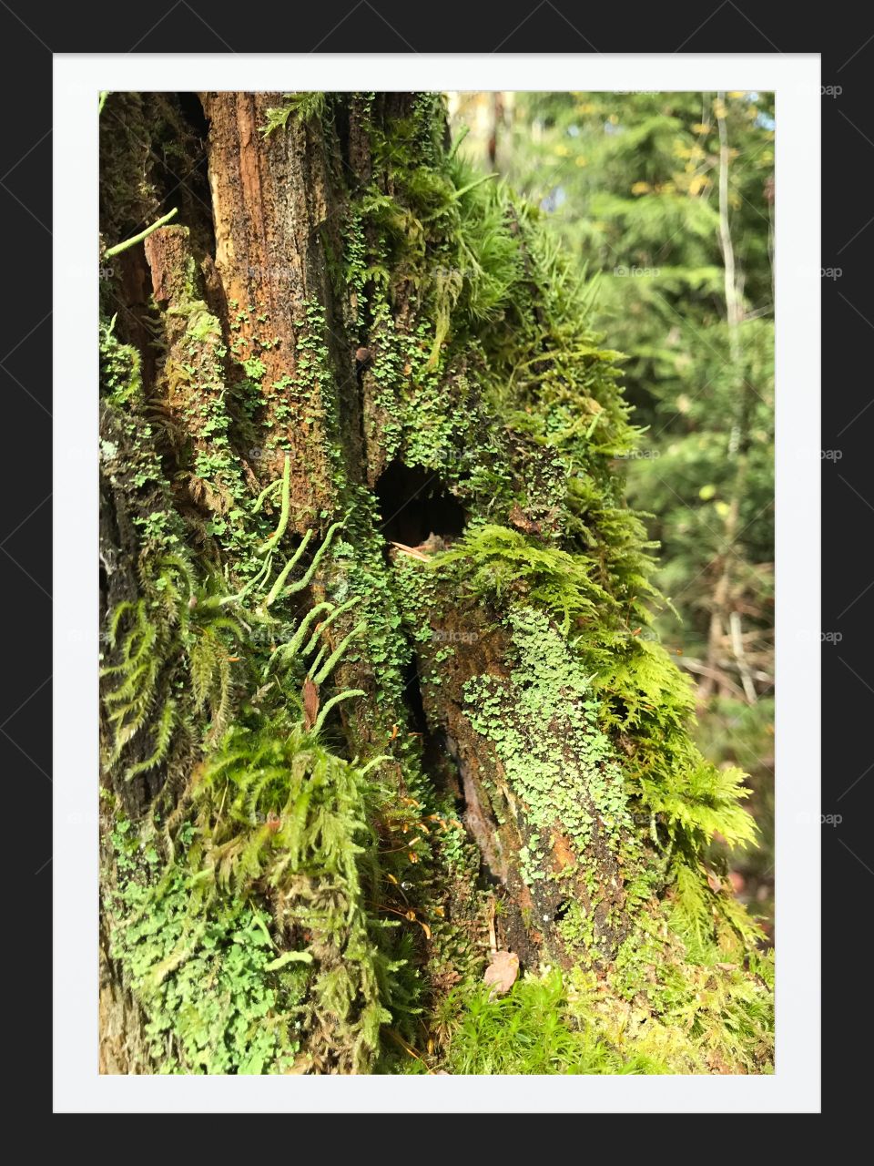 Mushroom and Moss etang des royes 