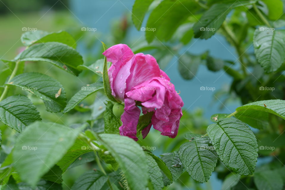 wild rose flower spring blooming and green leaves with rain drops