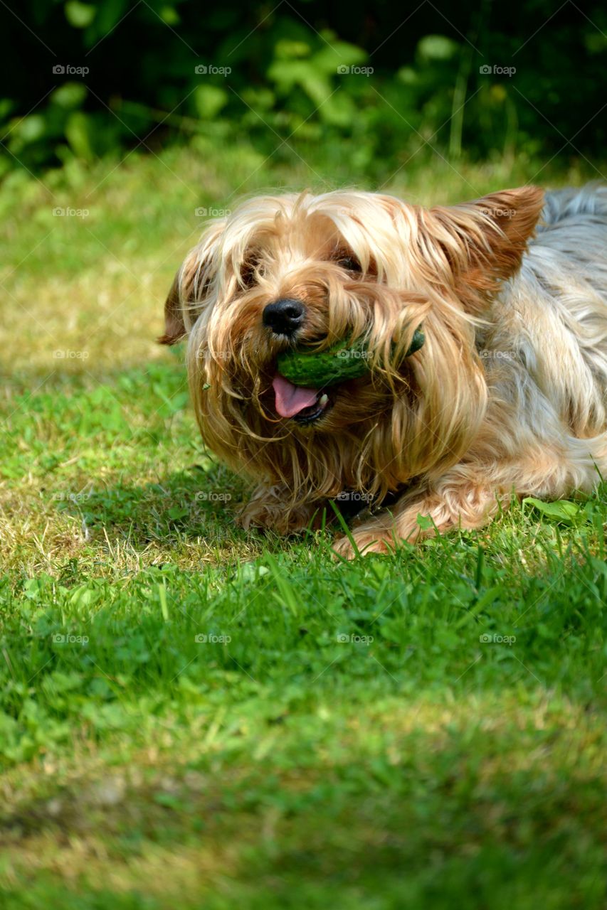 Dog, Grass, Pet, Animal, Cute