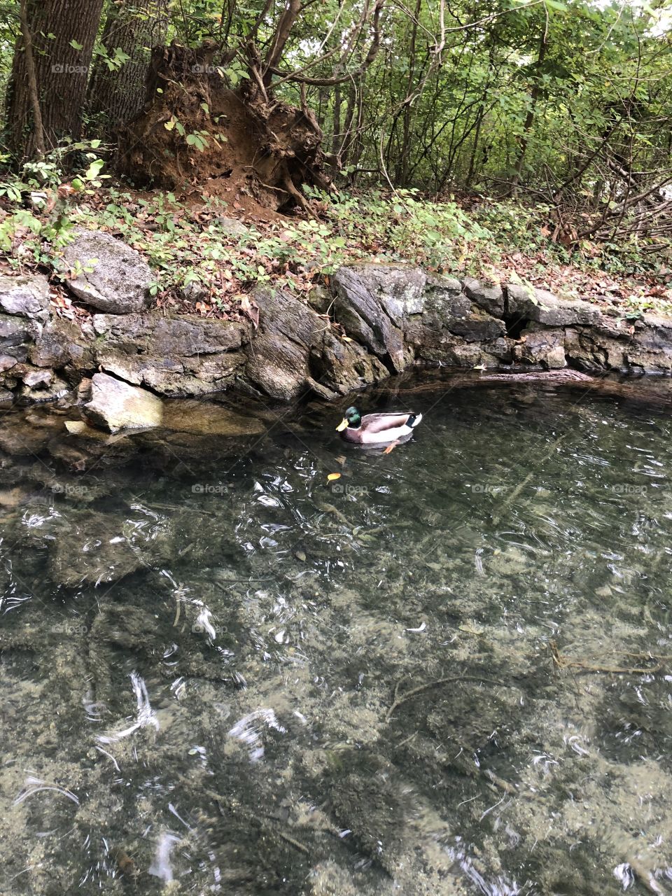 Mallard Duck  trees park clear water ripples garden grass landscape 💧