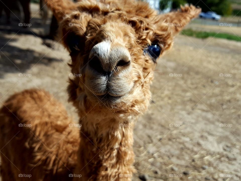 Brown alpacas