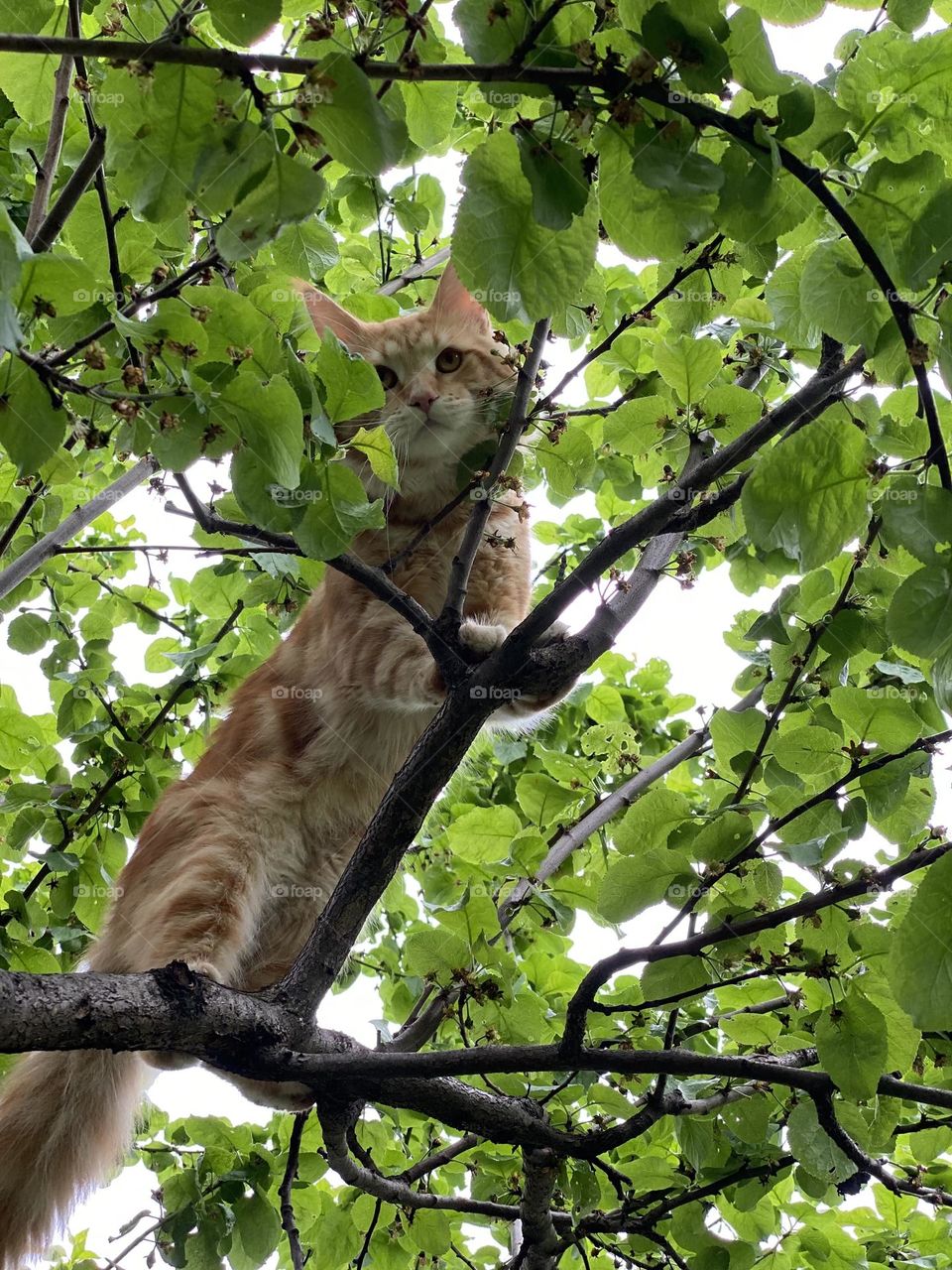 Red cat staying on the tree and looking down😍