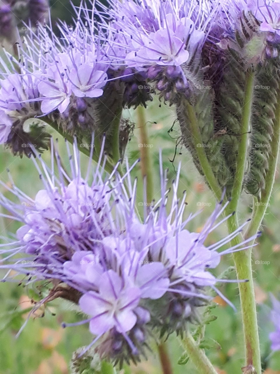 Wild Purple Flora