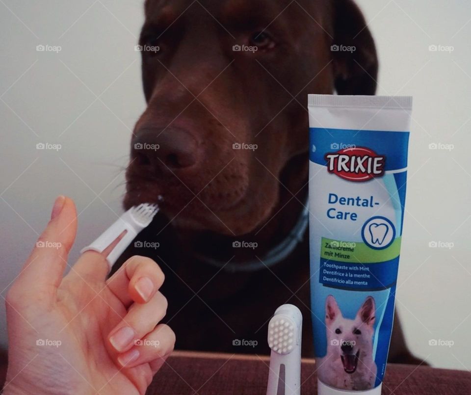 Labrador#dog#hygiene#brushs#toothpaste#cute