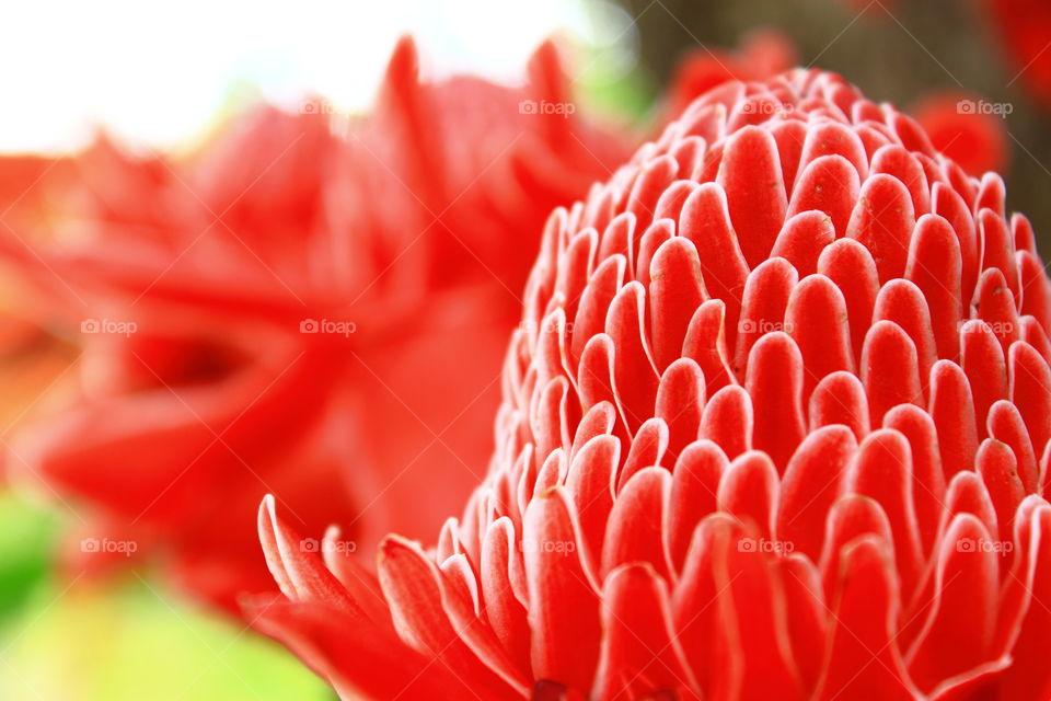 Close-up of red flower