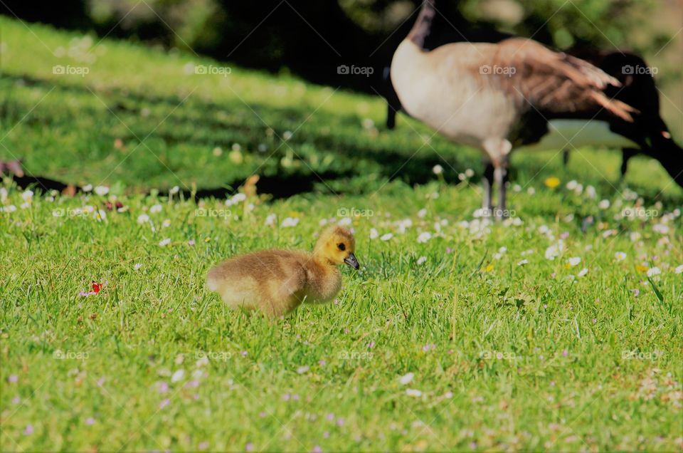 duckling