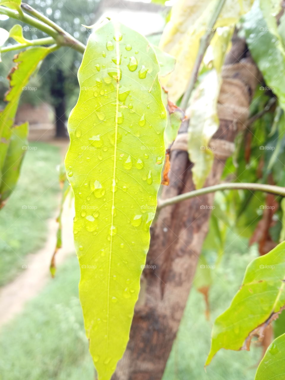 drops at a leaf