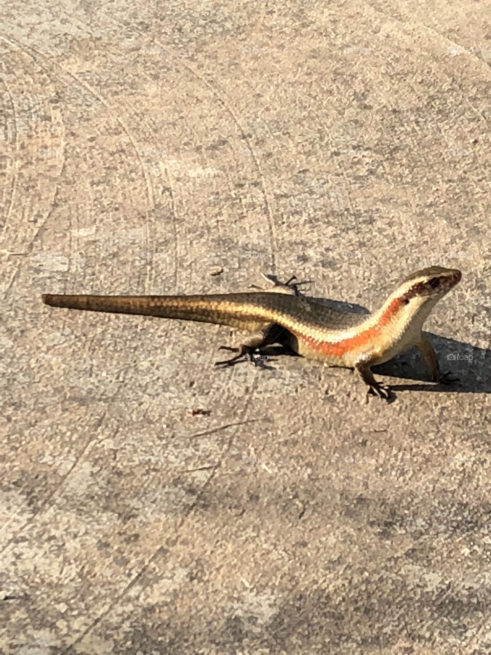 Lizard 