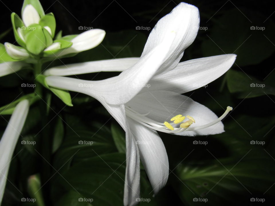 hosta - white flower mistress of the garden