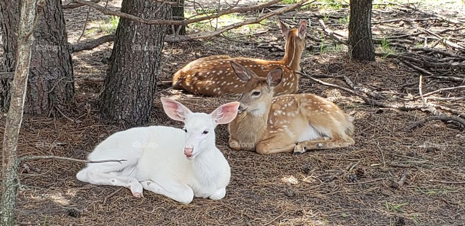 albino fawn, deer, spotted fawns, natural light, MN, animal babies