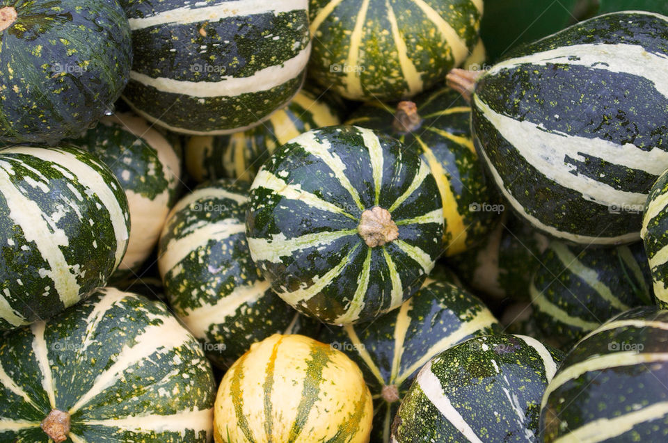 fall autumn halloween harvest by campbellrobertson