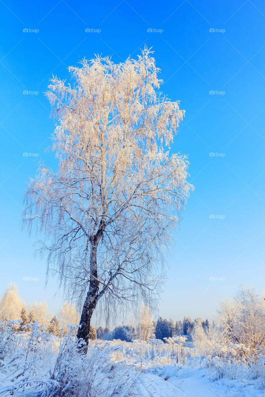 Winter landscape with birch tree