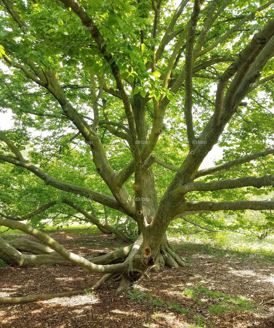 magnolia tree