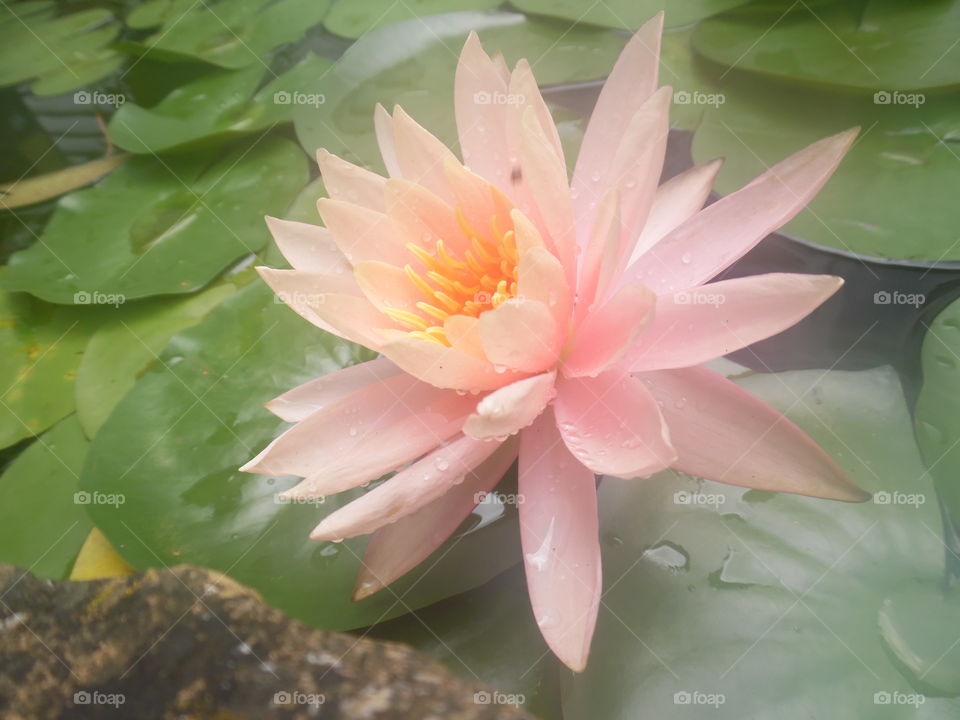 water lily