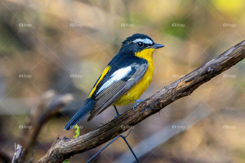 Bird ID - Yellow Rumped Flycatcher 