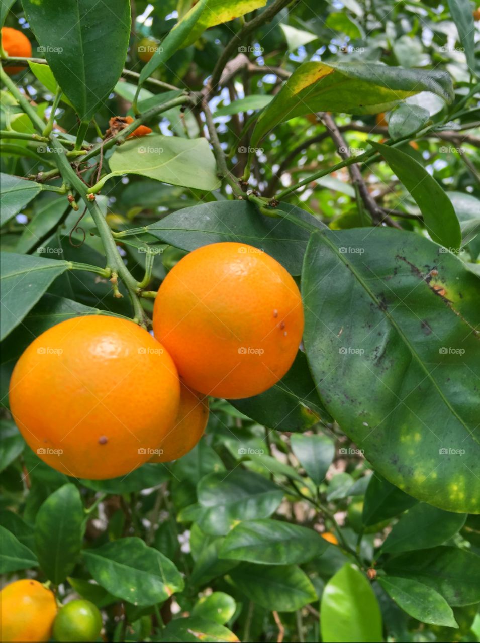 Orange 