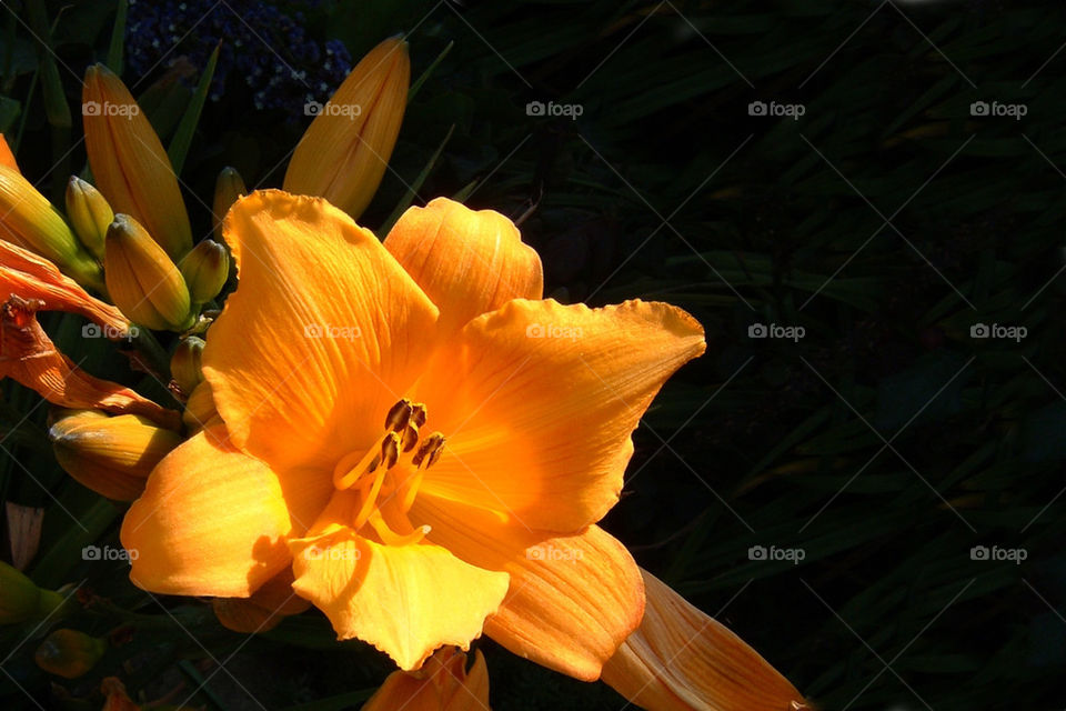 flowers garden yellow flora by hlehnerer