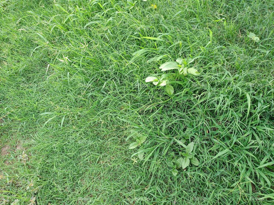 wow awesome grass
nice garden of grass
awesome