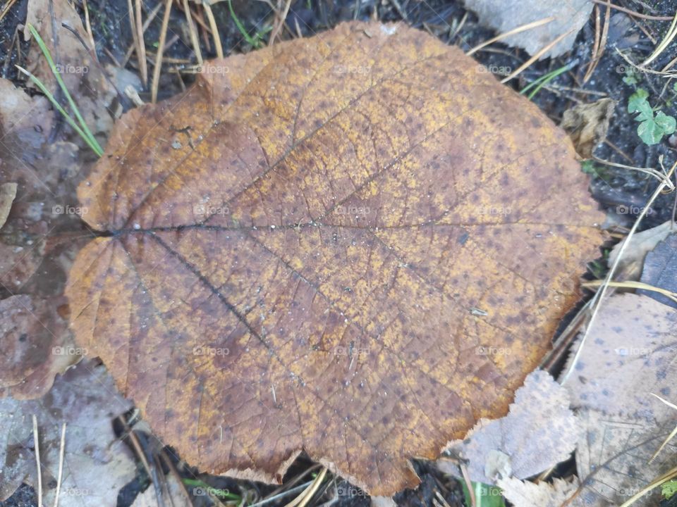 Brown leaf hazel