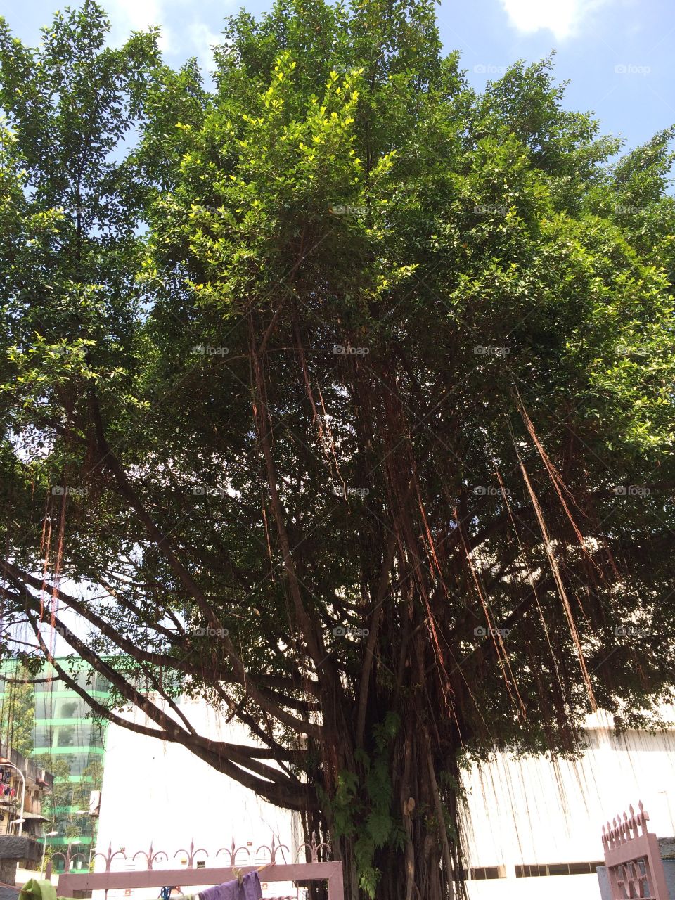 Tree with hanging roots