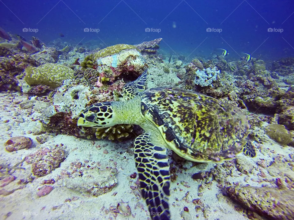 Dive