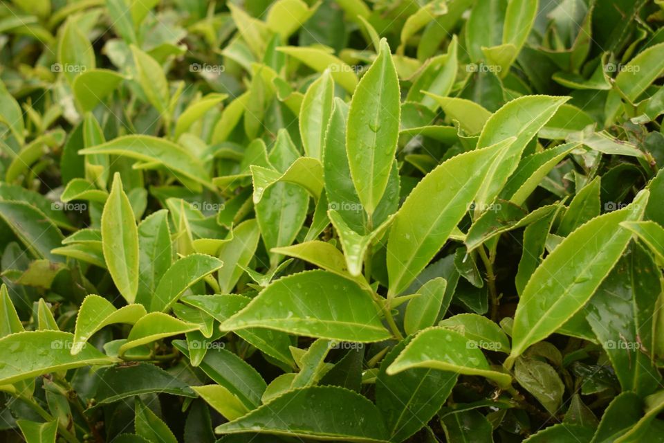 grean tea leafs background neture texture