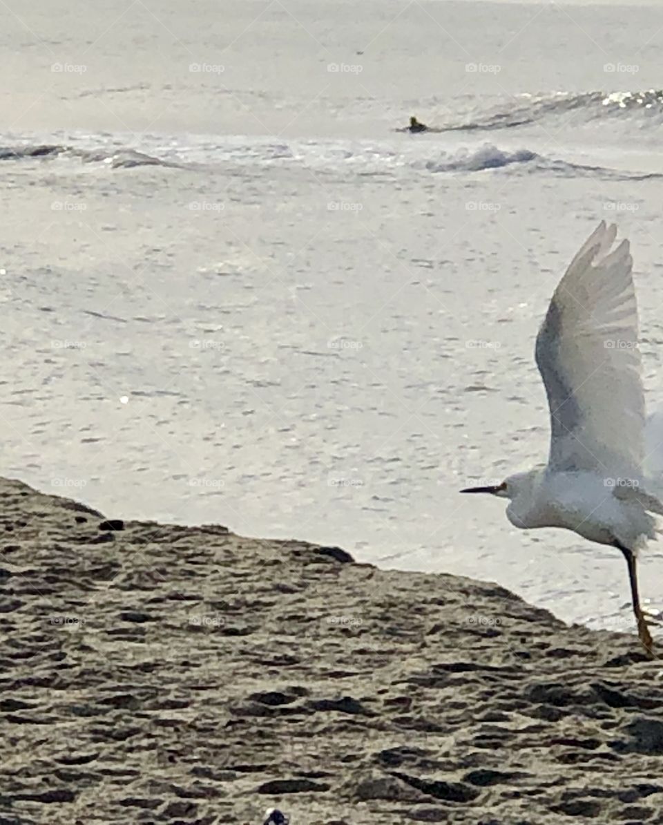 Glorious Mother Nature Foap Mission! White Egret With Full Wing Span In The Waves 